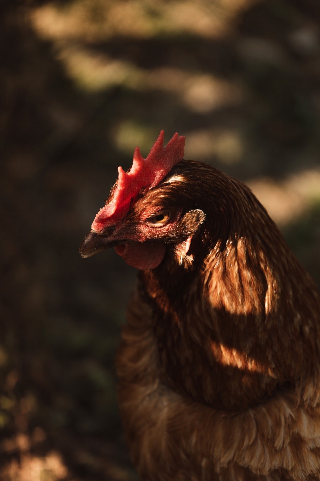 Poule en liberté sur le domaine K-HUTES