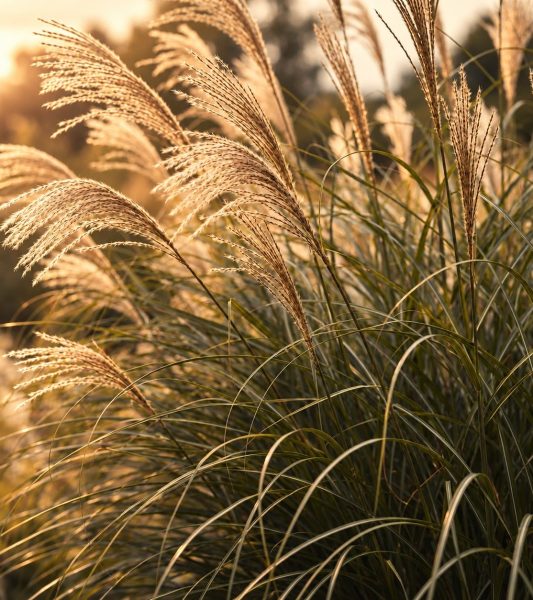 Miscanthus planté autour de la pédo-épuration du domaine K-HUTES, au coucher du soleil
